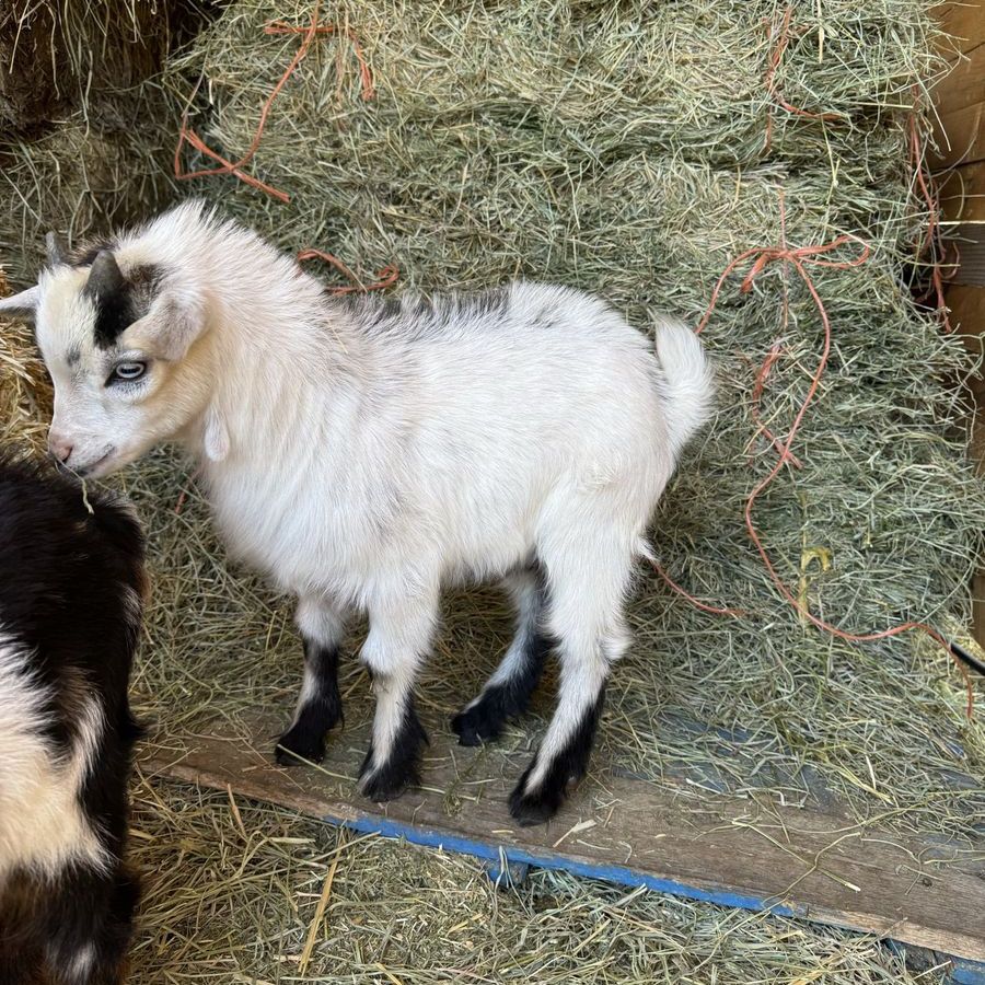 Nigerian dwarf buckling