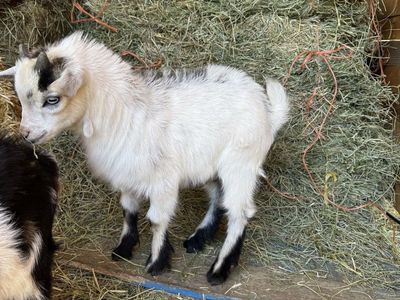 Nigerian dwarf buckling