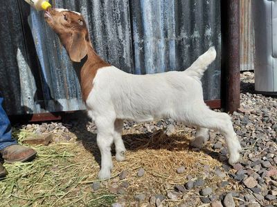 Boer Bottle Doeling