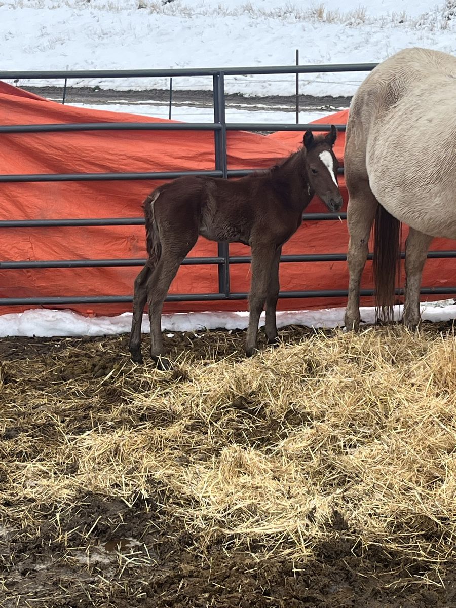 Ginger 2025 1/4 Draft Filly