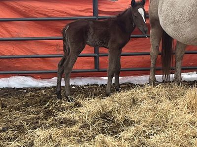 Ginger 2025 1/4 Draft Filly