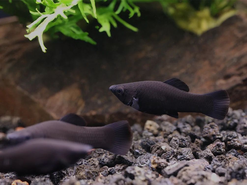 5 Black Velvet Molly Fish