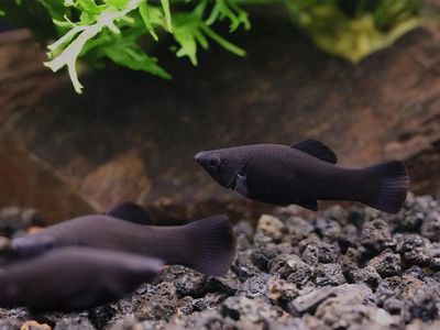 5 Black Velvet Molly Fish