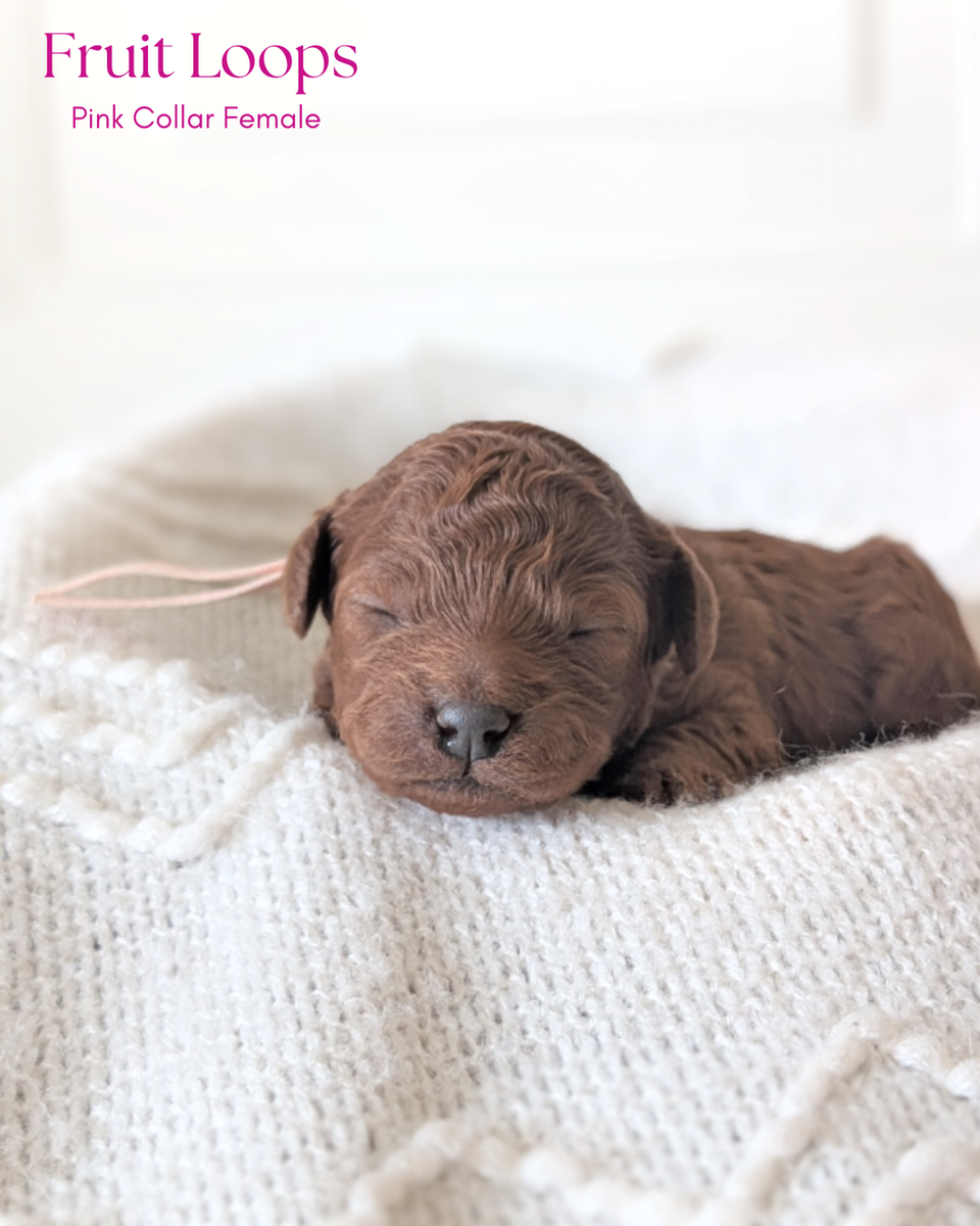 Dark Red Mini Poodles