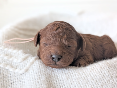Dark Red Mini Poodles