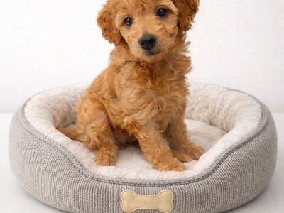 Adorable F1B Micro/Mini Goldendoodle female