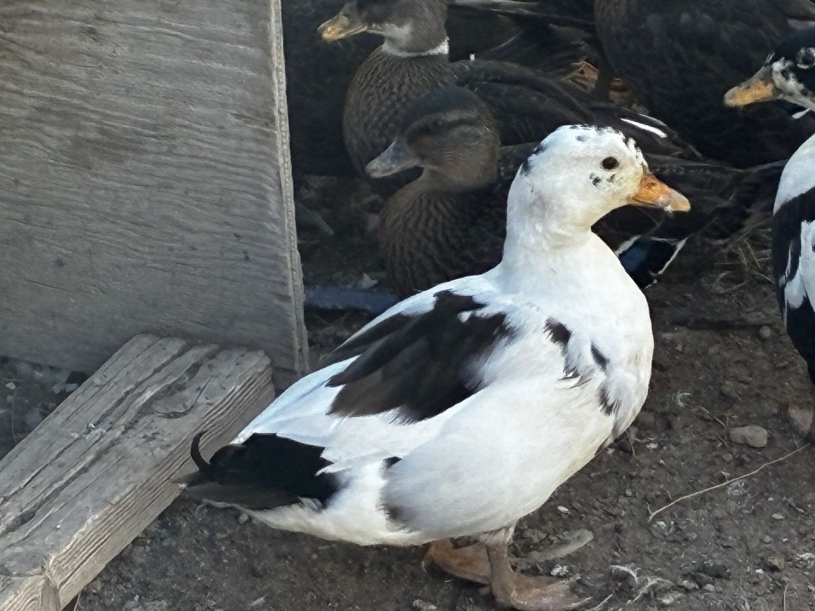 Pied Call Duck male