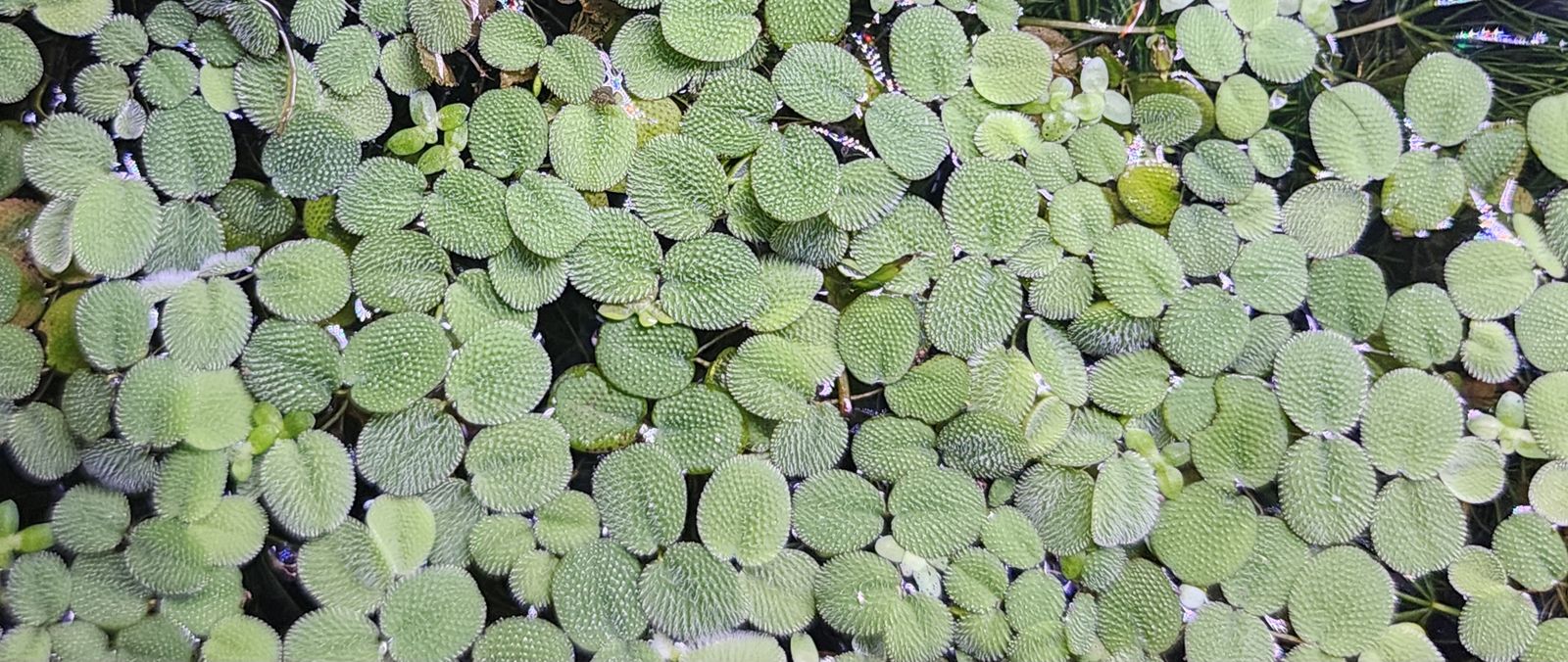 Salvinia minima