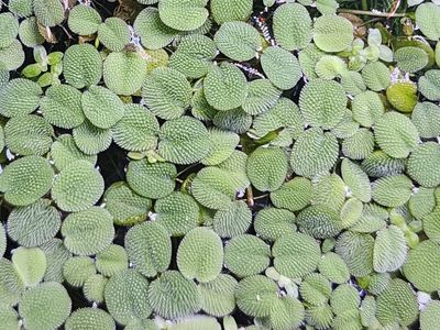 Salvinia minima