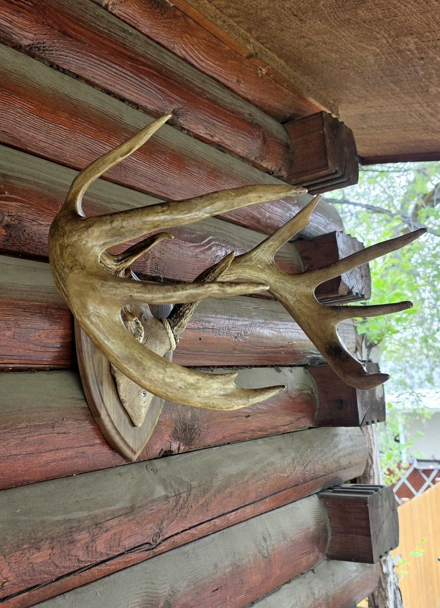 Vintage Trophy Whitetail Deer Antlers On Plaque