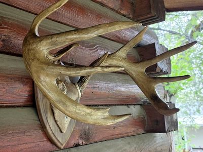 Vintage Trophy Whitetail Deer Antlers On Plaque