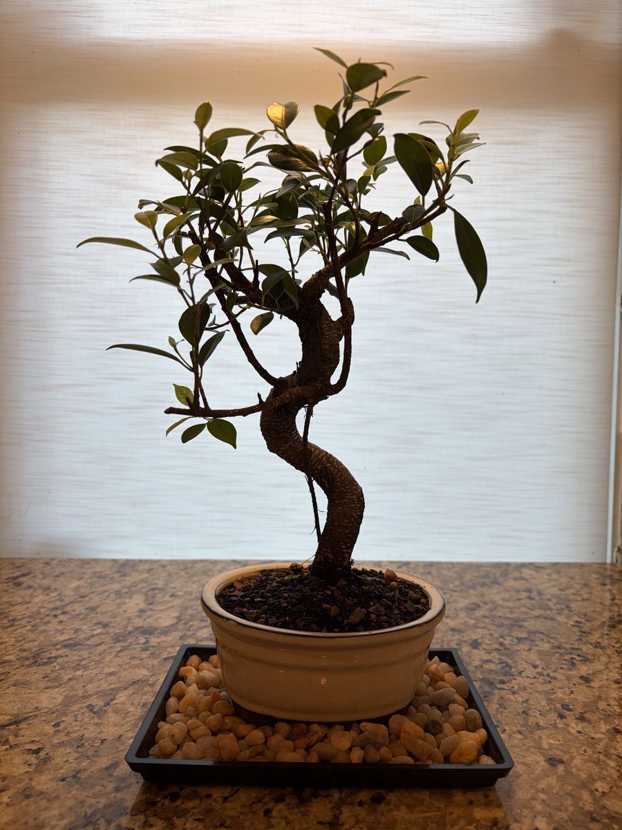 Free bonsai tree