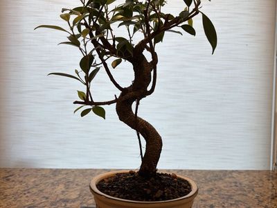 Free bonsai tree