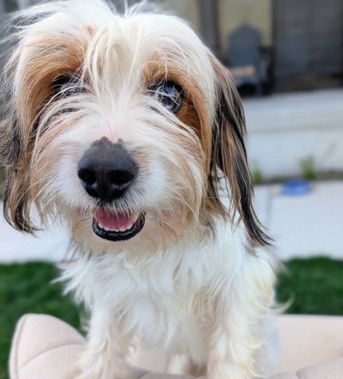 Affectionate 2 yr old Yorkalier (Yorkie/Cavalier)