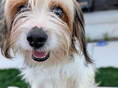 Affectionate 2 yr old Yorkalier (Yorkie/Cavalier)