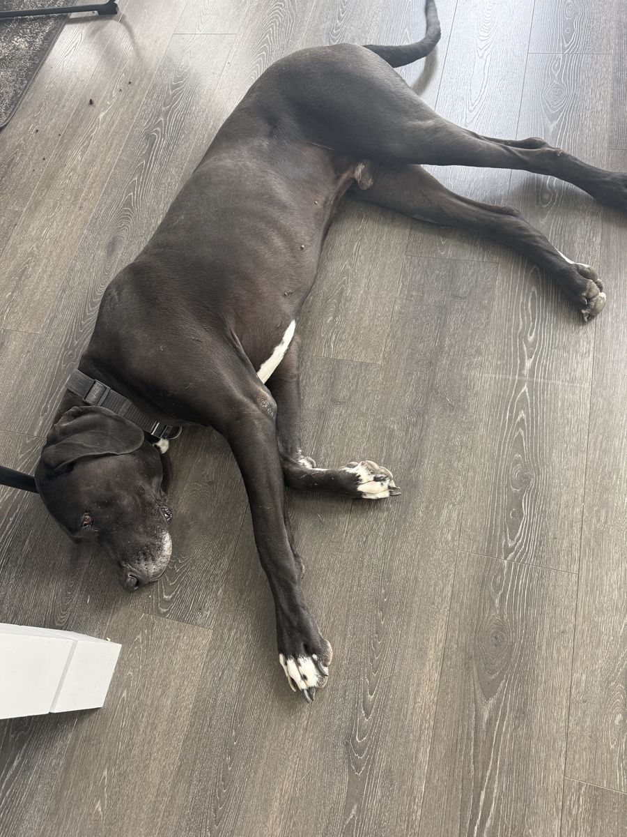 Great Dane 