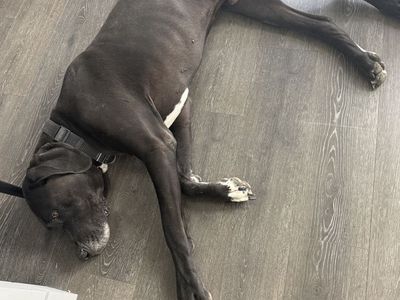 Great Dane