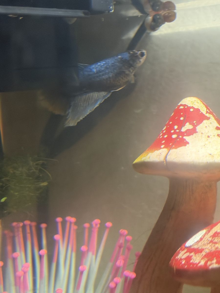 Female Veiltail Betta