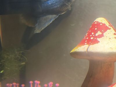 Female Veiltail Betta
