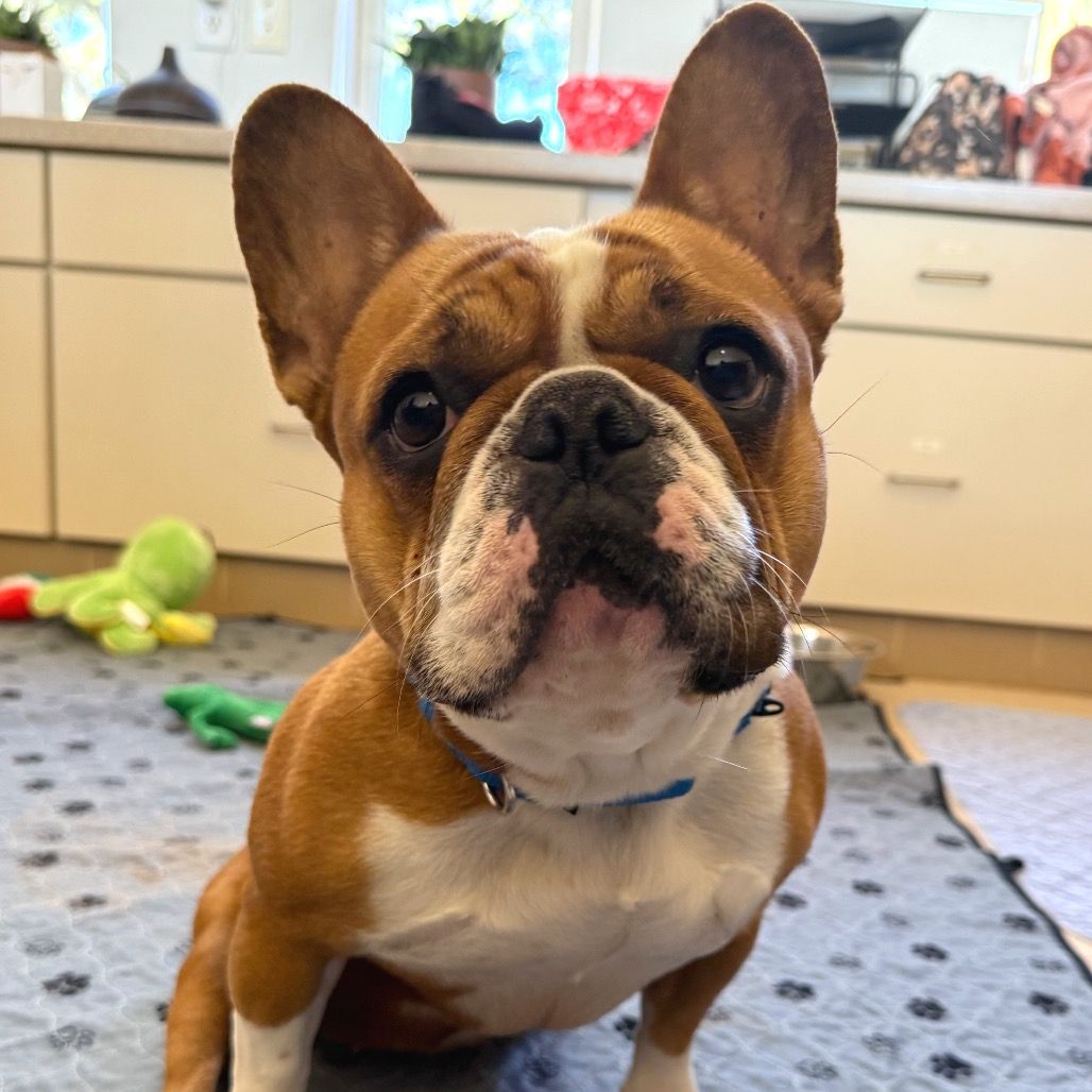 Hello my name is Birdie