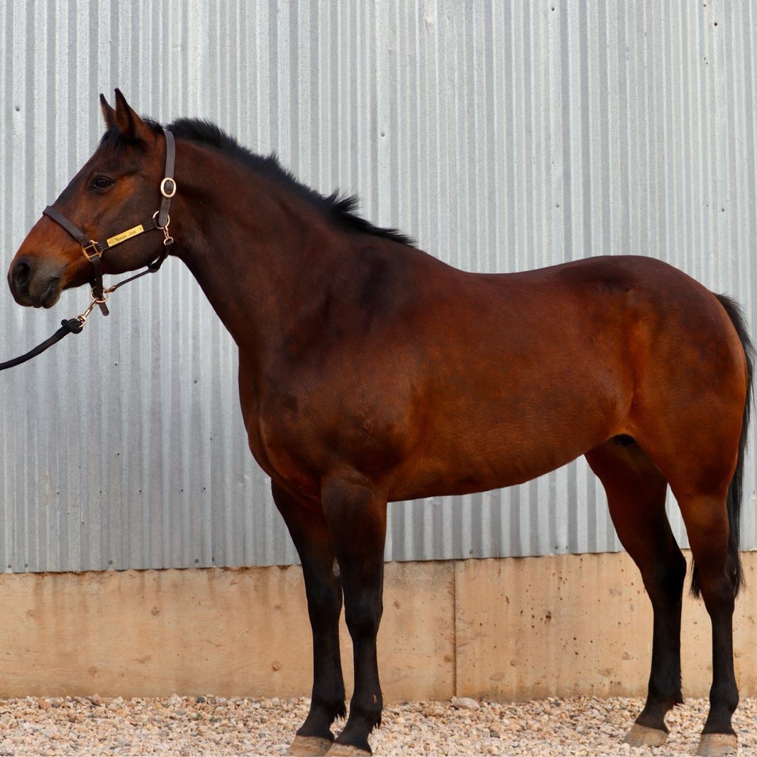 10 Year Old QH Mare