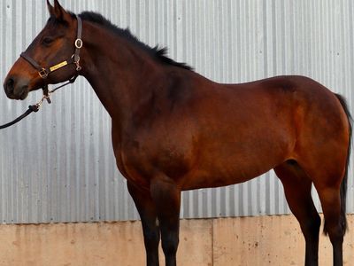 10 Year Old QH Mare