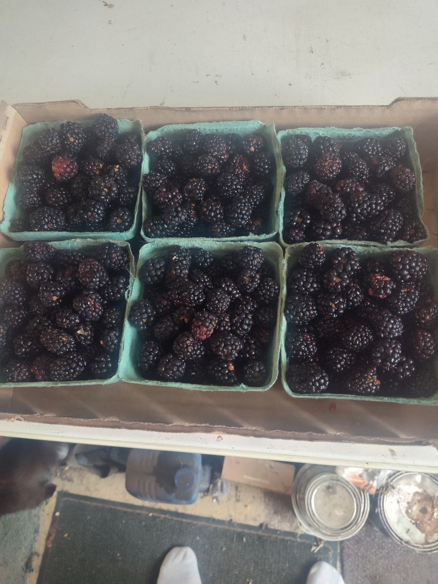 Blackberries in Orem