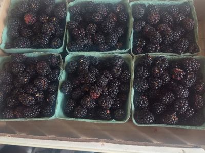 Blackberries in Orem