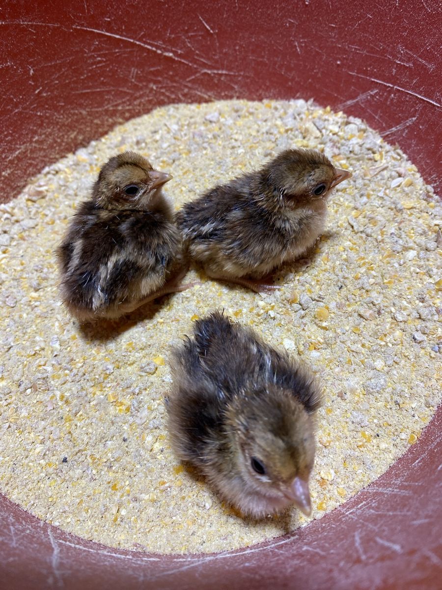 Red Golden Pheasant Chicks