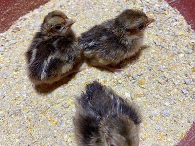 Red Golden Pheasant Chicks