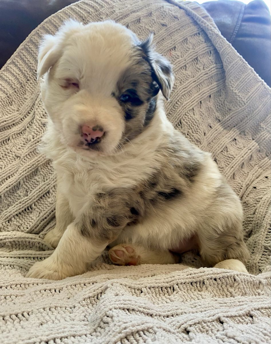 Pure red registered ASCA Australian Shepherd puppy