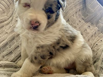 Pure red registered ASCA Australian Shepherd puppy
