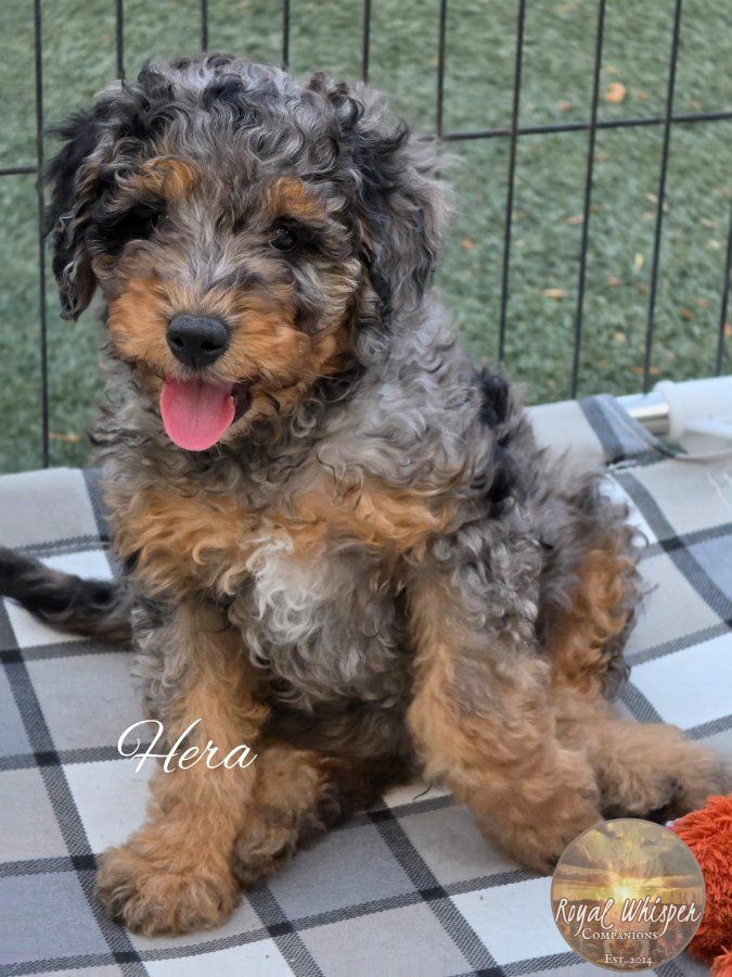Mini Bernedoodles