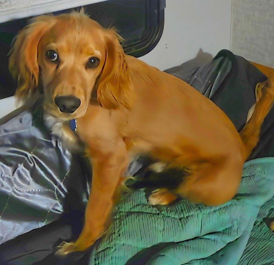 Field bred English Cocker Spaniel