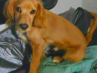 Field bred English Cocker Spaniel