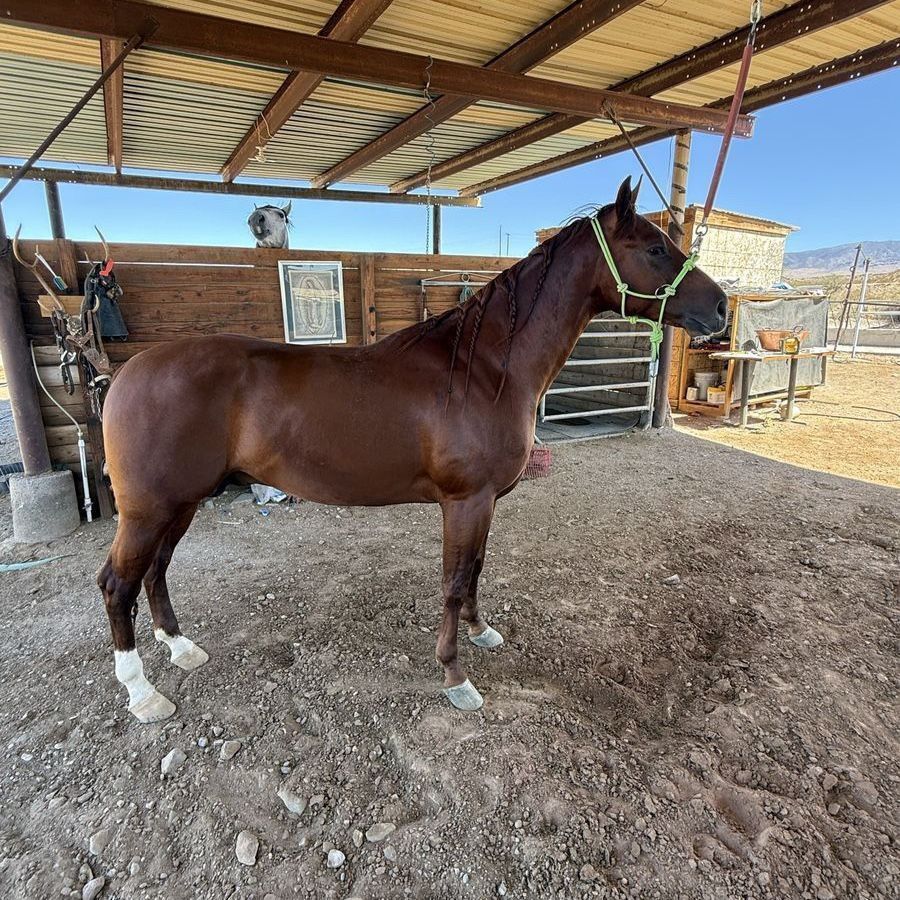 2yr 5month 1/4 horse