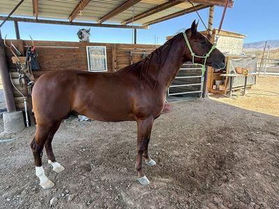 2yr 5month 1/4 horse