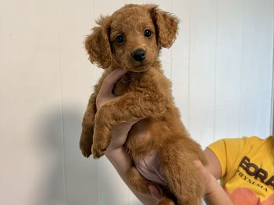 Mini Multigenerational Goldendoodle Puppies - READY NOW - PRICE REDUCED