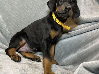 Doberman Puppies Ready Now only A Couple Left