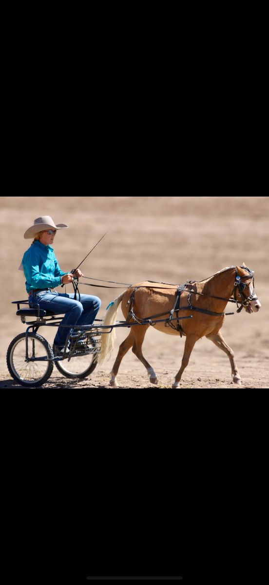 Miniature pony/horse