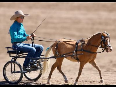 Miniature pony/horse