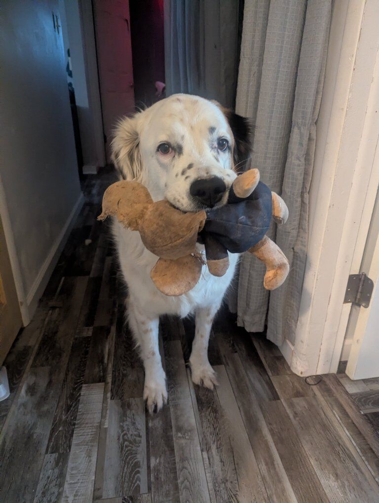 new loving home for sugar