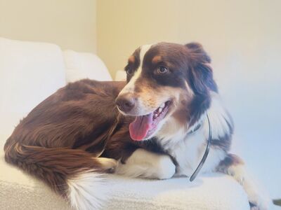 3-Year-Old Tri-Red Australian Shepherd Girl