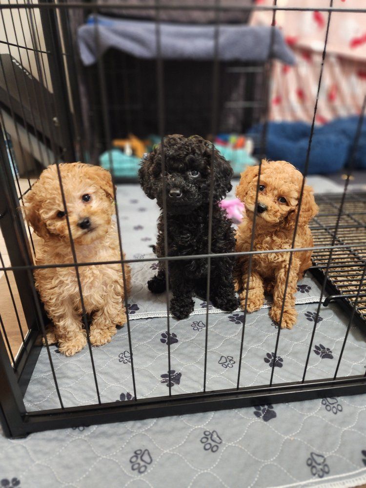 Cavapoo Puppy