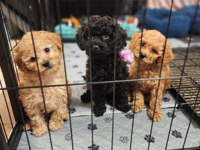 Cavapoo Puppy