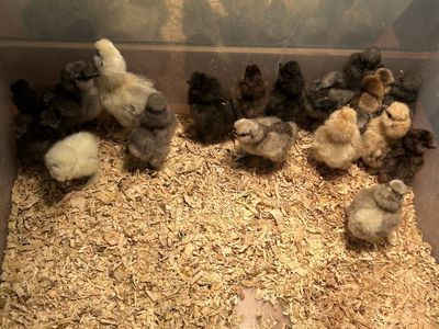 Silkies!