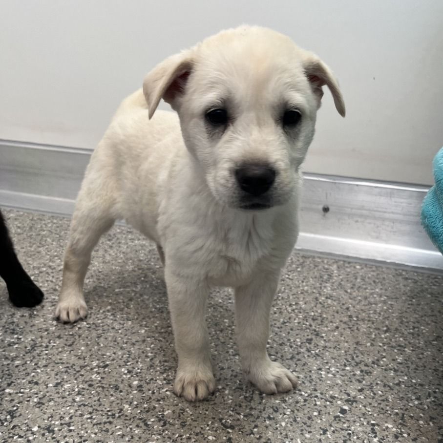 Hello my name is Ciabatta