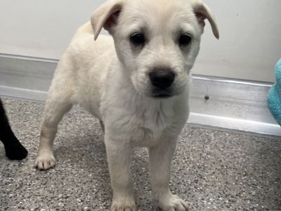 Hello my name is Ciabatta