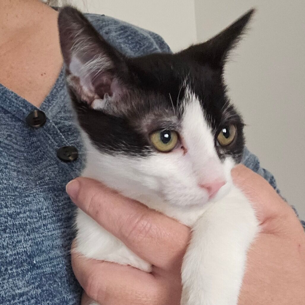 Domestic Medium Hair