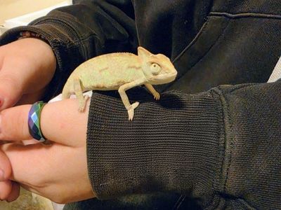 Baby Chameleon and enclosure